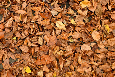 森林地板上的秋色黄蜂叶图片
