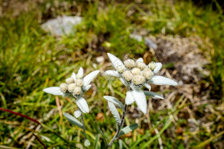 高山火绒草花朵紧贴在华丽公园花朵在华丽公园背景