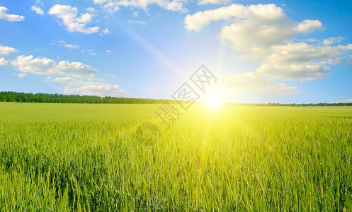 在炎热的夏日阳光和蓝天空白云的背景下有小麦田背景图片