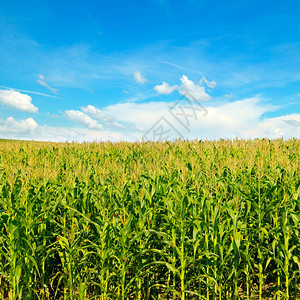 绿玉米田和美丽的蓝天空农业景观图片
