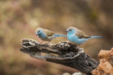 位于非洲南部Kruge公园的有自然背景原木上站立着两座蓝胸索伦布勒位于非洲南部Kruge公园的河口Spetiuraginthus图片
