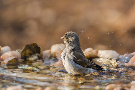 南非克鲁格公园的南灰麻雀在水坑里洗澡雀形目目科传道者南非克鲁格公园的南灰麻雀图片