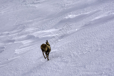 西班牙公园picosdeuropa山峰上的雪积中黑白图片