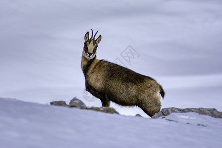 西班牙公园picosdeuropa山峰上的雪积中黑白图片