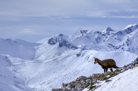 西班牙公园picosdeuropa山峰上的雪积中黑白图片