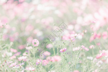 粉红色的宇宙花在宇宙花领域特写图片