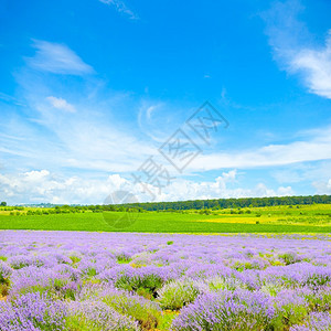 蓝天空背景的紫色花朵田图片