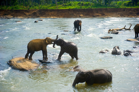 大象在皮纳瓦拉孤儿院的一条河流中洗澡图片