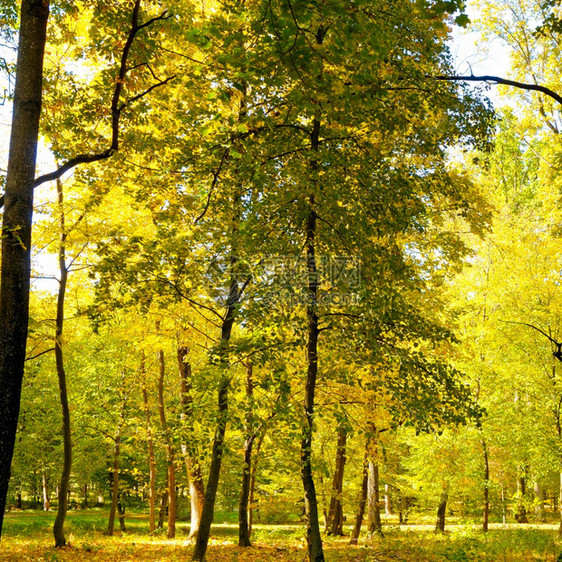 美丽的秋天风景优美的森林阳光温暖的图片