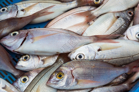 海洋市场中鲜鱼的背景图片