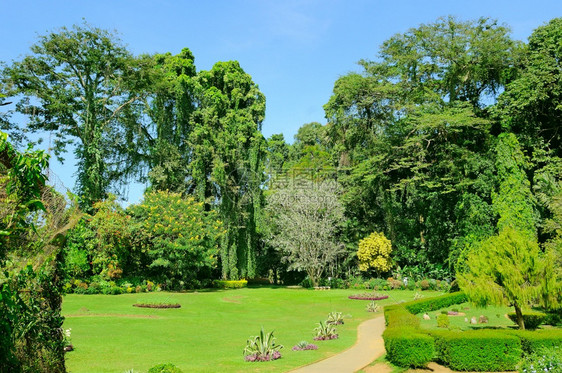 热带花园有很多鲜和奇特的树木城市公园阳光明媚的一天图片