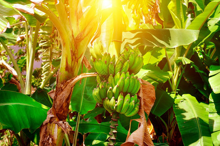 在热带花园和阳光的棕榈树上出现一堆绿色香蕉的波纹图片