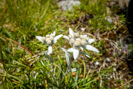 花朵紧贴在华丽公园花朵在华丽公园图片