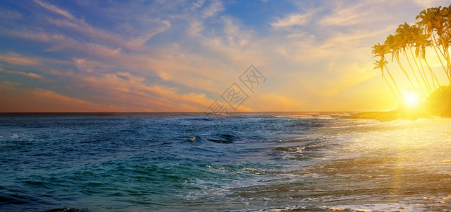 阳光明媚的海景黄棕榈树的光影宽阔照片图片