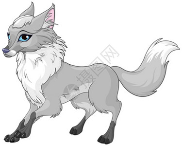犬科哺乳动物以非常可爱的灰狐为例插画