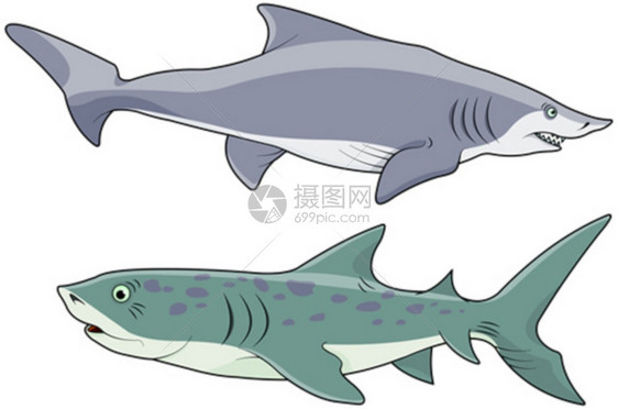 可爱蓝鲨鱼插图图片