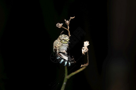 蓝带蜜蜂阿梅吉拉青豆松马哈拉施特印地安那图片