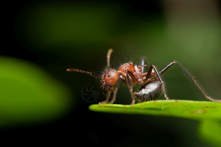 红蚂蚁的同化松树马哈拉施特印地安那图片