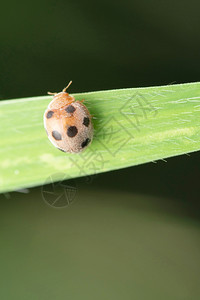 甲虫马哈拉施特印地安那图片