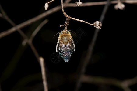 蓝带蜜蜂阿梅吉拉金古塔蓬马哈施特印地安图片
