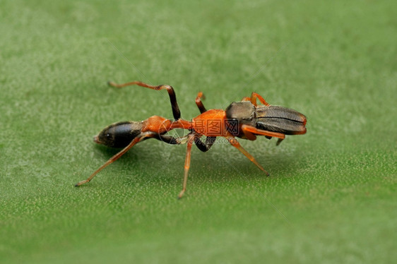 雄蚂蚁的横向观察模仿蜘蛛眼睛甲状腺动物punemahrstIndi图片