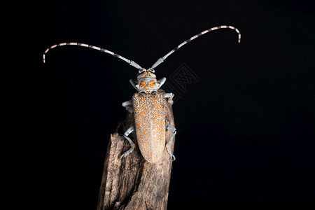 长角栖息甲虫巴托克拉鲁福马库塔蓬哈施特印地安那图片