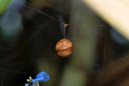 草宝石蜘蛛锡酰胺沙塔拉马哈施特印地安那图片