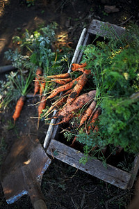收获胡萝卜花园的盒子里有很多胡萝卜还有铲子图片