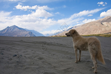 在努布拉河谷的狗山地背景莱赫拉达印地亚图片