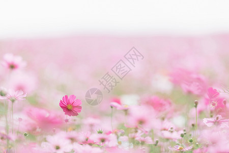 自然花园中的粉红宇宙花田图片