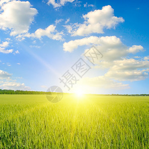 田野上日落或出的景象夏季有小黑麦或天空背景多云风图片