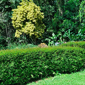 热带花园有奇特的树木城市公园阳光明媚的一天图片