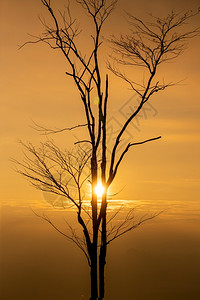 泰国phukraduengphanokaen日出的树剪影图片