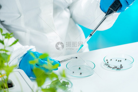 在植物实验室研究种子的生物学家妇女图片