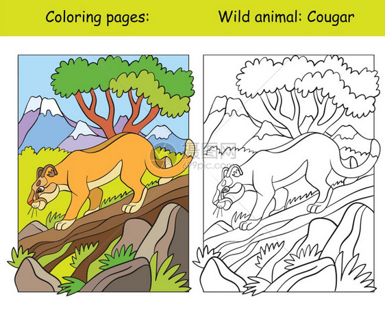 在山区带行走美洲豹的矢量颜色页面卡通孤立的彩色插图用于彩色书籍设计学前教育印刷和游戏的彩色页面和模板书页和模板图片