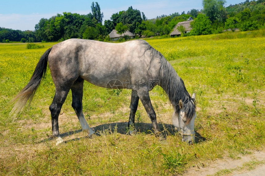 灰色马在草原上吃乡村地貌图片