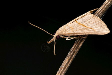 吻蛾hypenaproboscidalissataramaharashtra印度图片