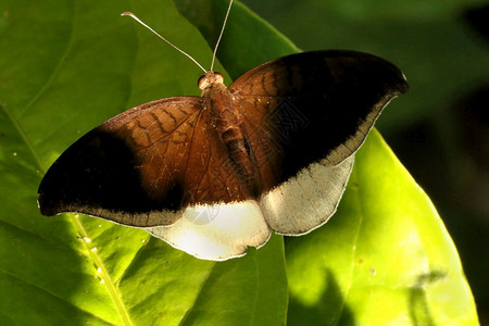 灰色的蝴蝶达纳埃西亚利佩迪萨姆米伦谢蒂的蝴蝶公园贝卢瓦伊卡纳塔印度语图片