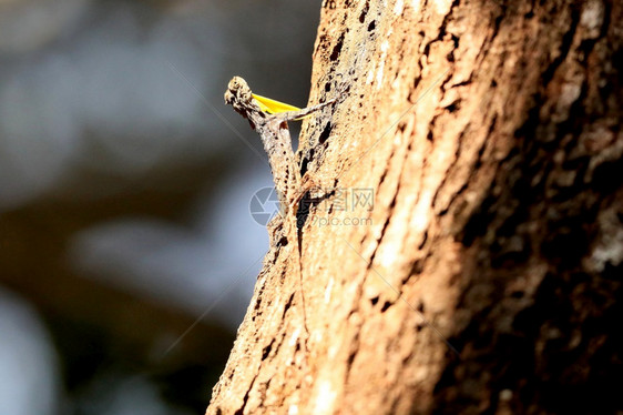 印度飞行蜥蜴Dracodusmierganshudikarntind图片