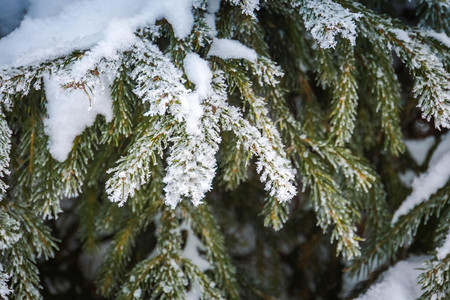 长青树枝上的白雪自然冬季背景图片