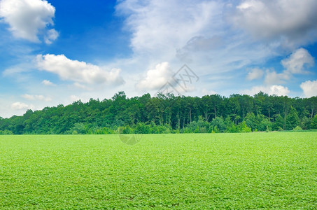 绿熟的大豆田地农业貌图片