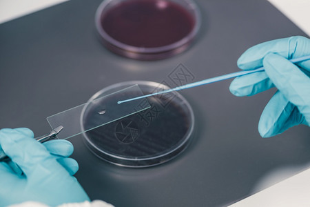 微生物学家检查花盘观察细菌长图片