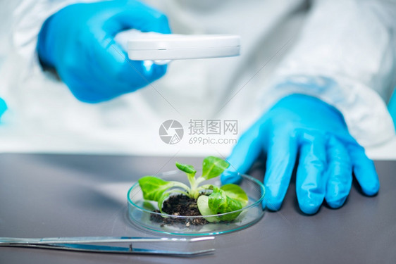 生物学家检查植根图片