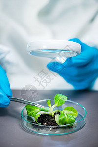 生物学家检查植根图片