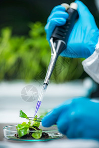 生物学家检查植根图片