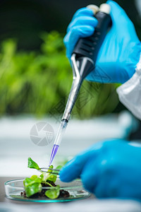 生物学家检查植根图片