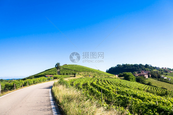 夏季风景优美的乡村与葡萄园田图片