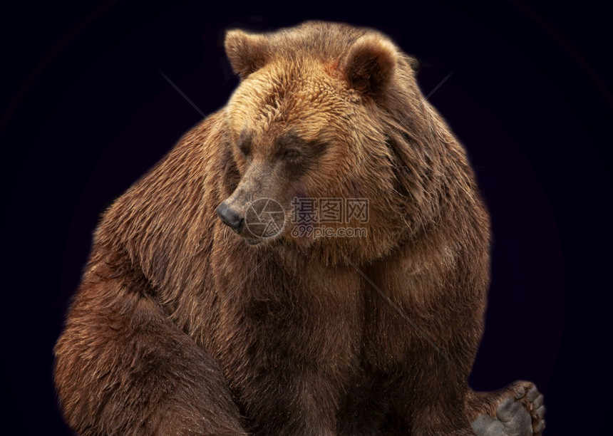 在黑色背景上孤立的棕熊在黑色背景上孤立的棕熊图片