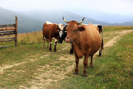 秋天的云彩风景牧牛在新的绿色山地牧场上放野外红牛以摄像形式寻找历时201年公牛历秋天的云彩风景红牛在野外寻找红牛以摄像形式寻找历图片