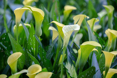 花园中黄色百合zateschi的花束图片